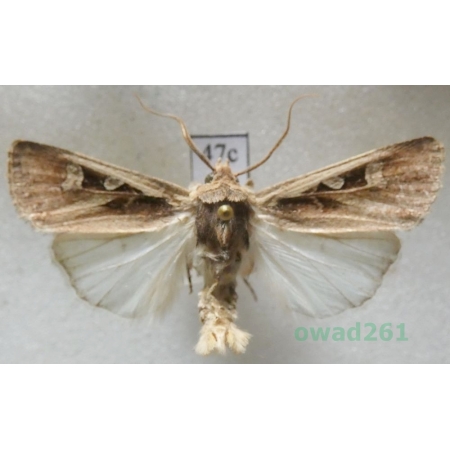 Euxoa distinguenda (Lederer, 1857) Slovakia47c
